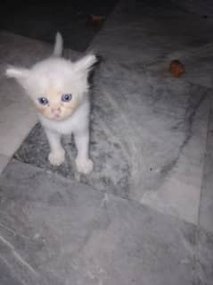 Persian cat