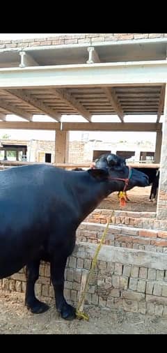 2 sua tiar jhoti for sale