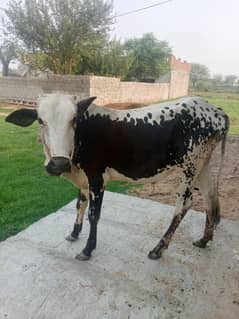Animal