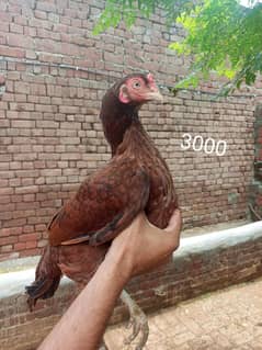 for sale Hira murga beautiful white