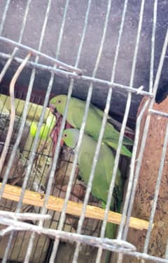 ringneck parrot  pair