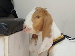 bakri