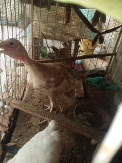 turkey an misri egglying