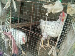 misri egglying or farmi pathy or murgha