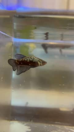 betta fish