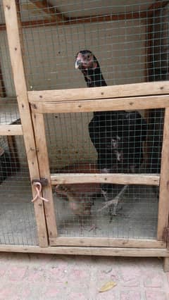 ASEEL MURGHI WITH CHIK