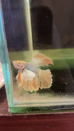 exotic betta fish and normal betta fish available