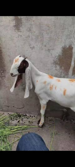 bakri