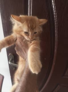 1 kitten With Mother Persian  tripple coated for sale