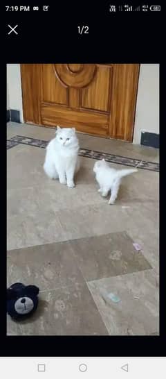 Persian cat for sale male or female my WhatsApp 0370=36=50=874