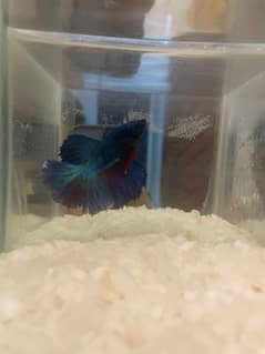 betta fish