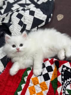 Persian kittens looking for new home