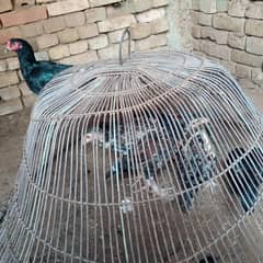 Aseel