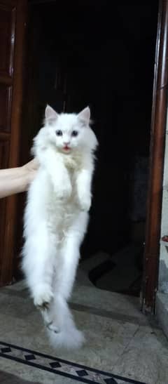 Persian
