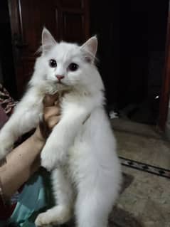 Persian kitten