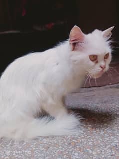 white Persian cat for sale urgent