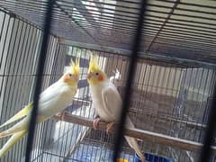 cream cocktiel breeder pair