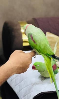 Kashmiri Raw parrot chick available 03248667902