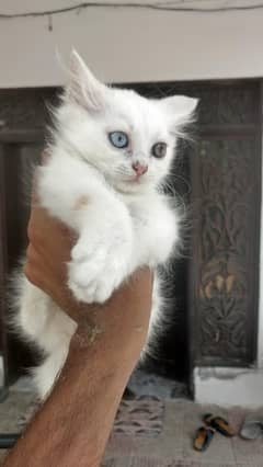 Persian kitten