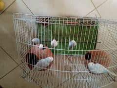 love birds with cage for sale