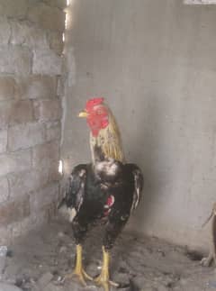 mianwali aseel pure breed tail abi pori krra ha koris ma ha