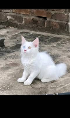 cat for sale pair