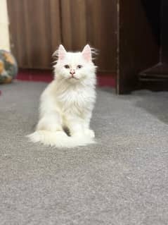 Persian