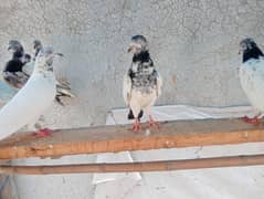 pigeon forl sale