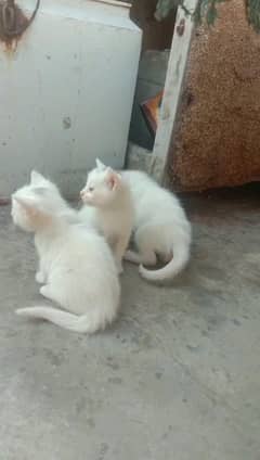 Persian