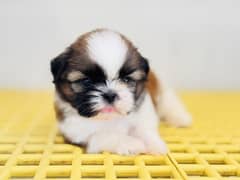 Pedigree