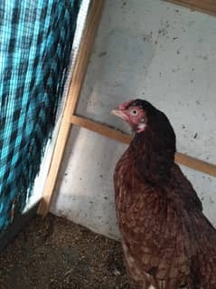 2yaer age male and female age 18month pure shamuo cross mele and pure