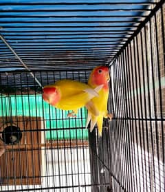 LOTINO REDEYES PAIR