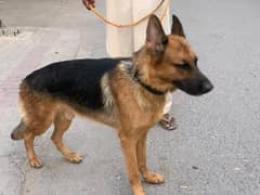 German Shepherd | Puppy | Dog | German Shepherd Puppies | GSD