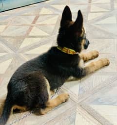 German Shepherd | Puppy | Dog | German Shepherd Puppies | GSD