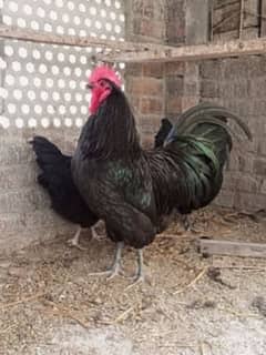 Asterloop hen for sale