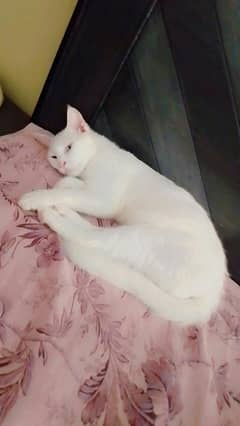 pair of cats