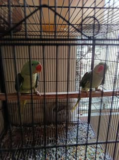 Raw Pair Forsale.