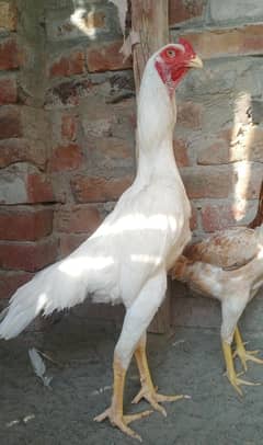 shamo aseel/High qulity white shamo/japneez shamo for sale 03039763014