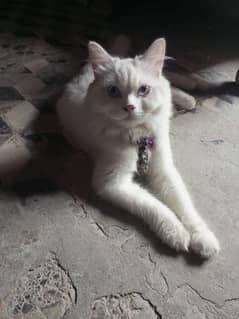 Persian male cat