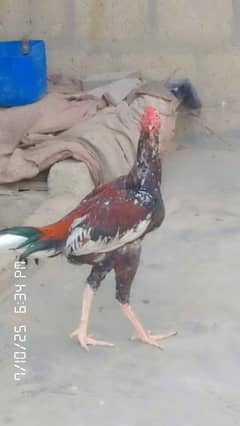 Sindhi murga