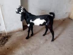 betail