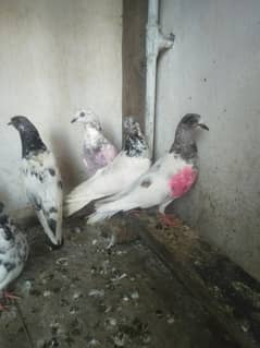 híflyer pigeons for sale