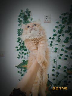 persian+maine coon