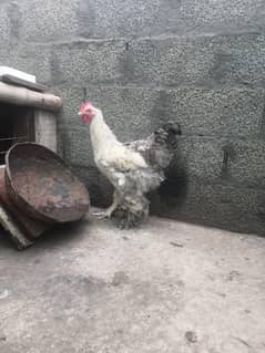 heavy buff young Male