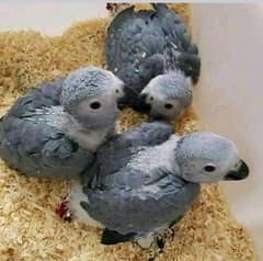 afarake ngray parrot chicks for sale 03319974101