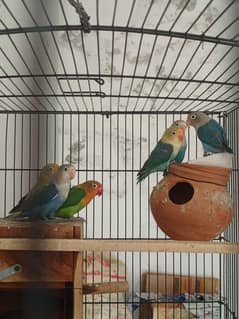 Love birds for sale
