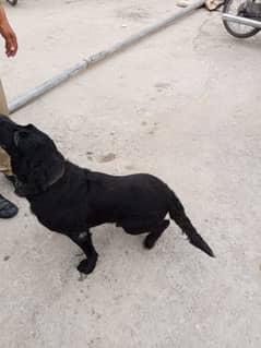 DOG