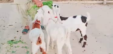 3 Bacchon Ka Sath Desi Bakri For Sale Call me "03278290878