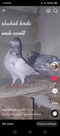 kabooter