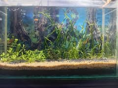 plants | fish